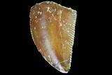 Serrated, Raptor Tooth - Real Dinosaur Tooth #98494-1